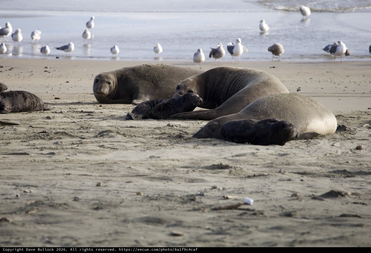 Elephant Seal Family Resting on Drakes Beach