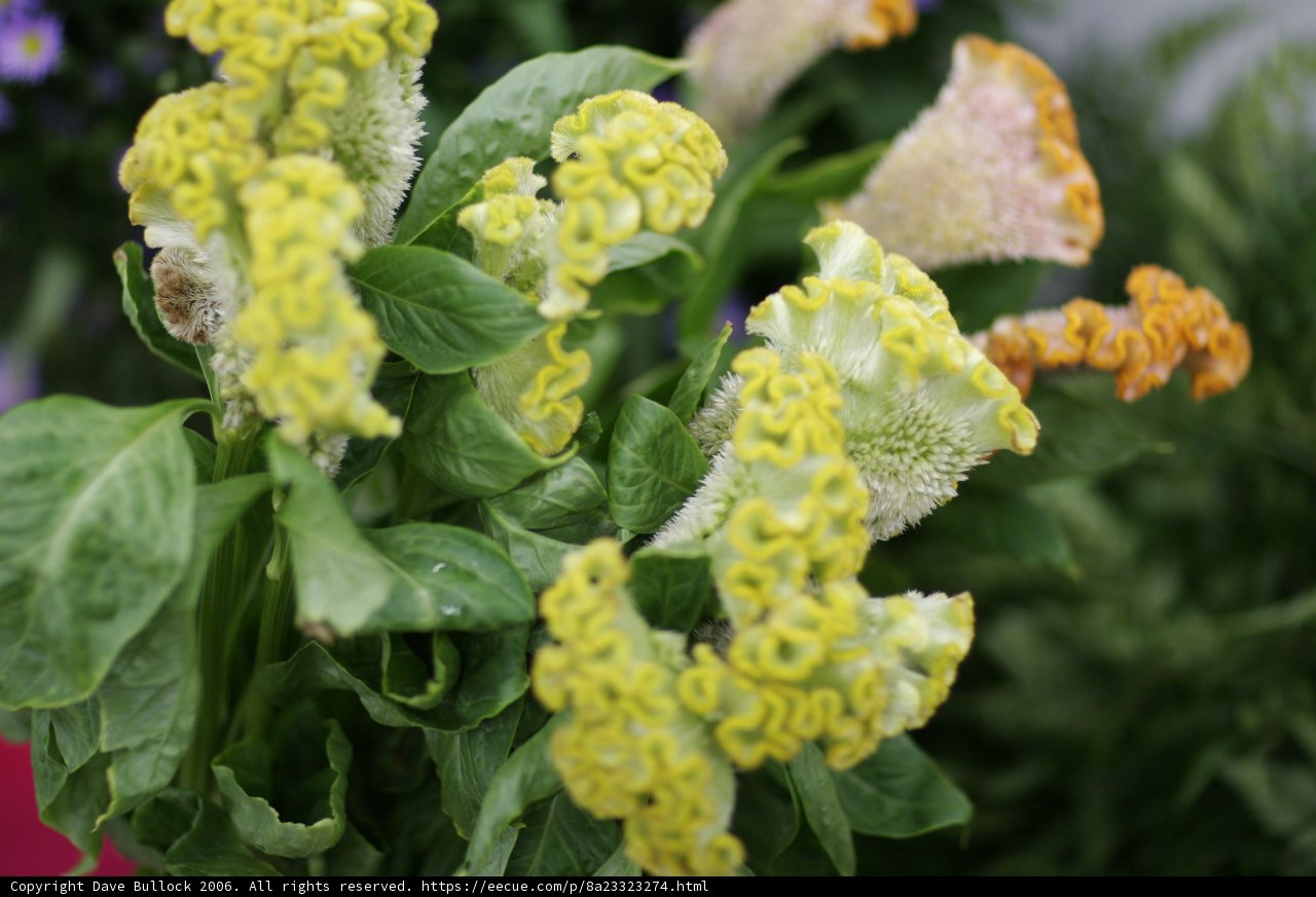 Bright Blooms in a Vase