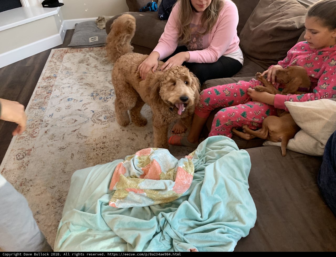 Family Time on the Couch with Furry Friends