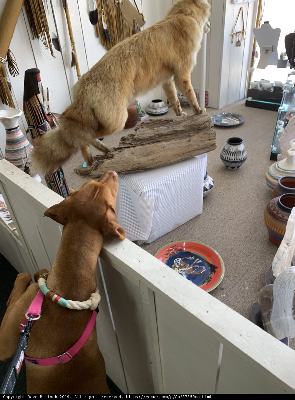 Pawsitively Intrigued
