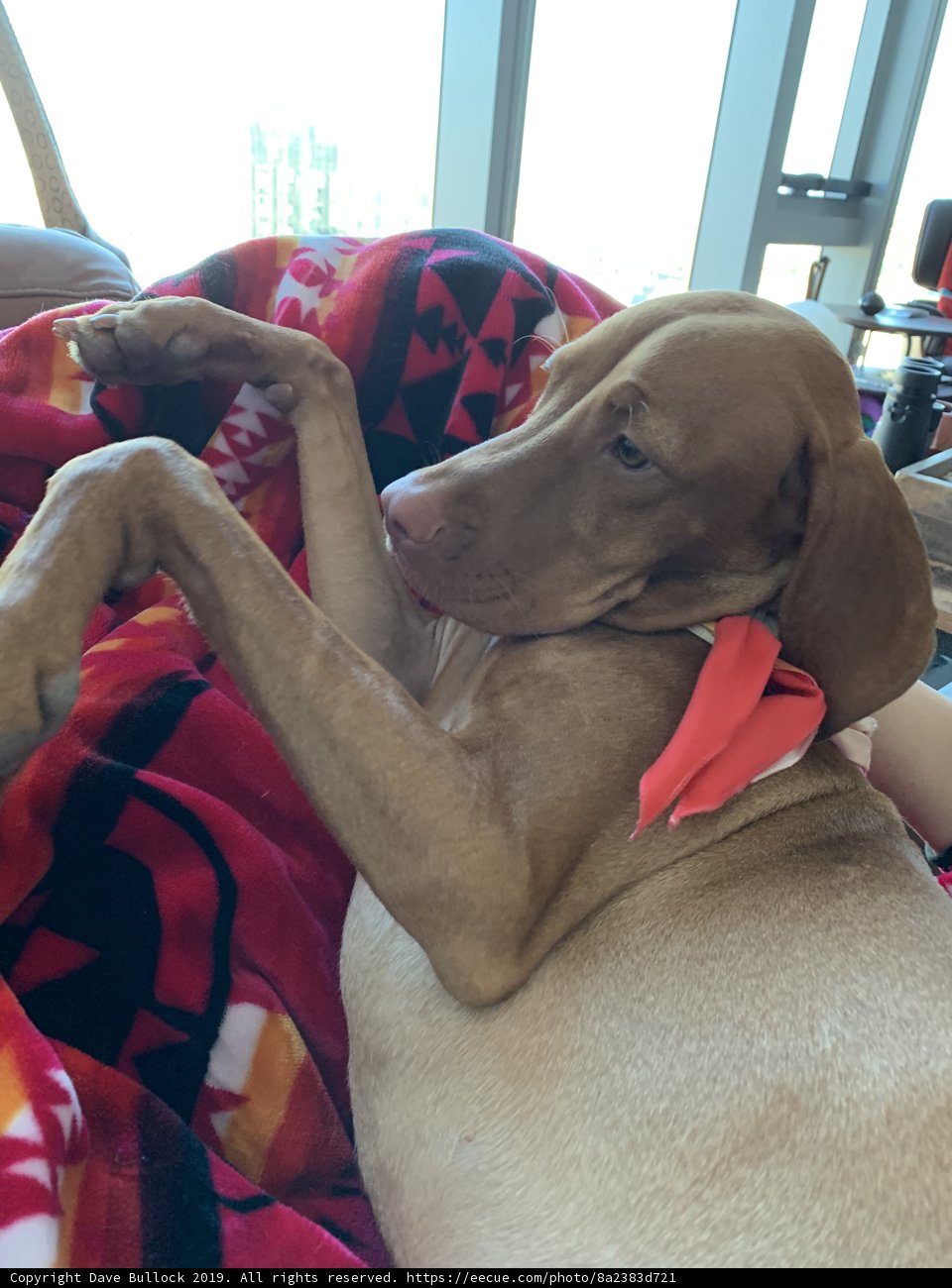 Cozy Canine Companion
