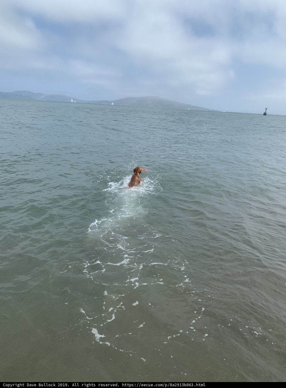 Doggy Paddle in the Golden Gate