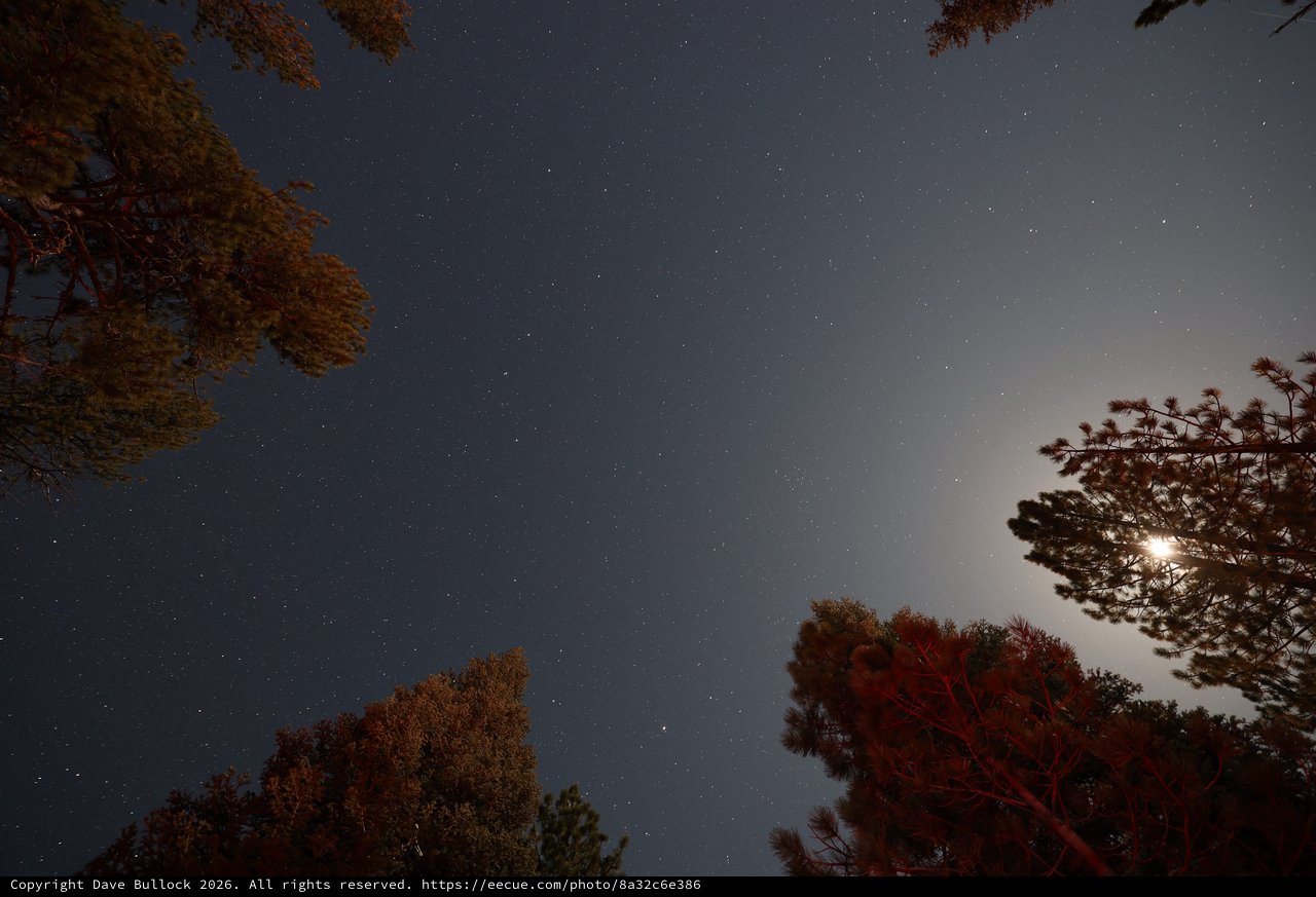 Moonlit Pines Under a Star-Filled Sky