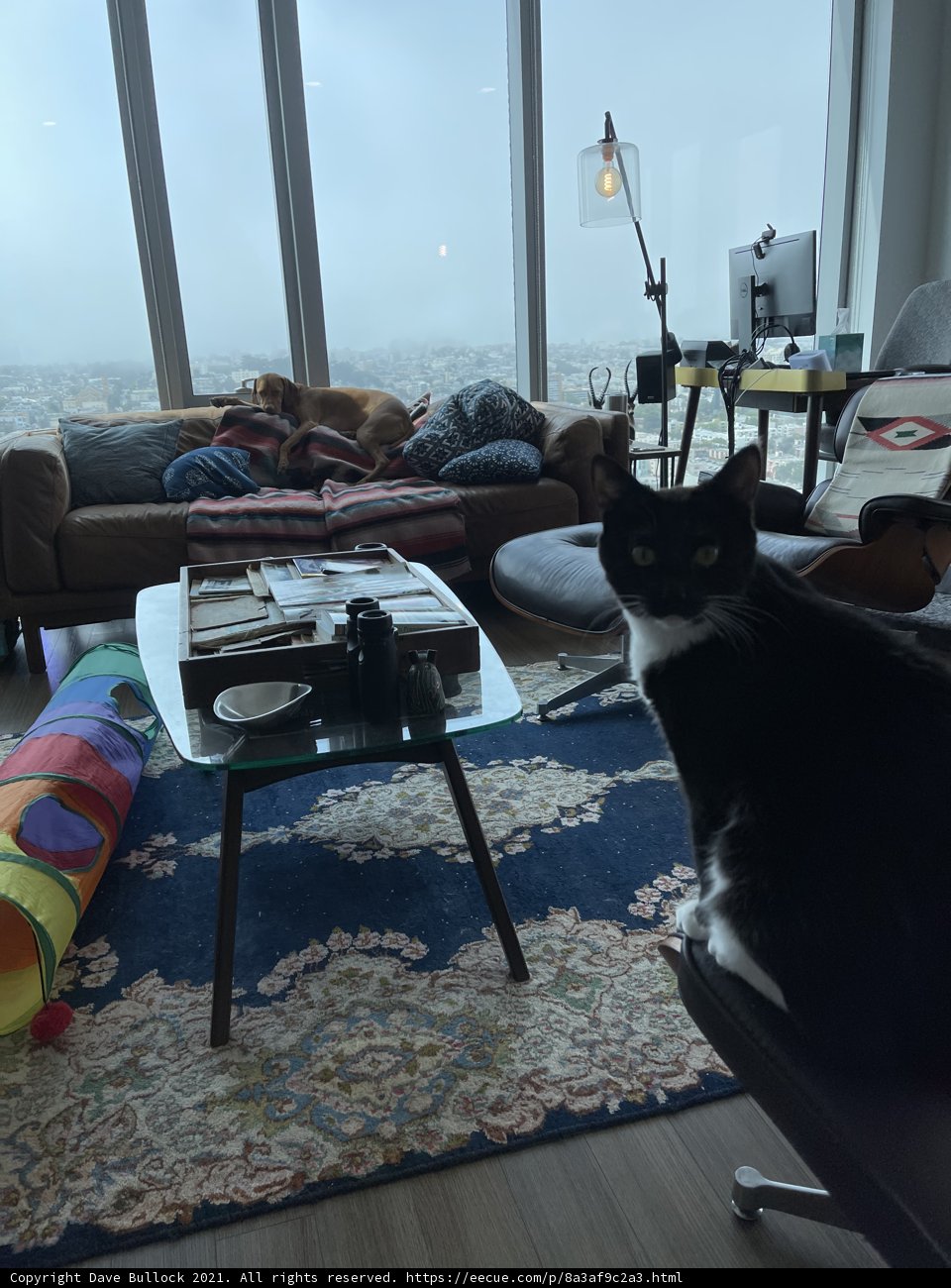 Feline Lounging in a Chic San Francisco Living Room