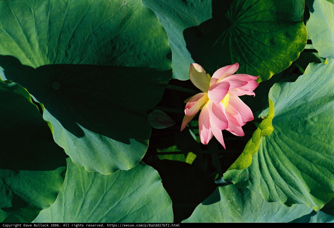 Pink Lotus in Full Bloom