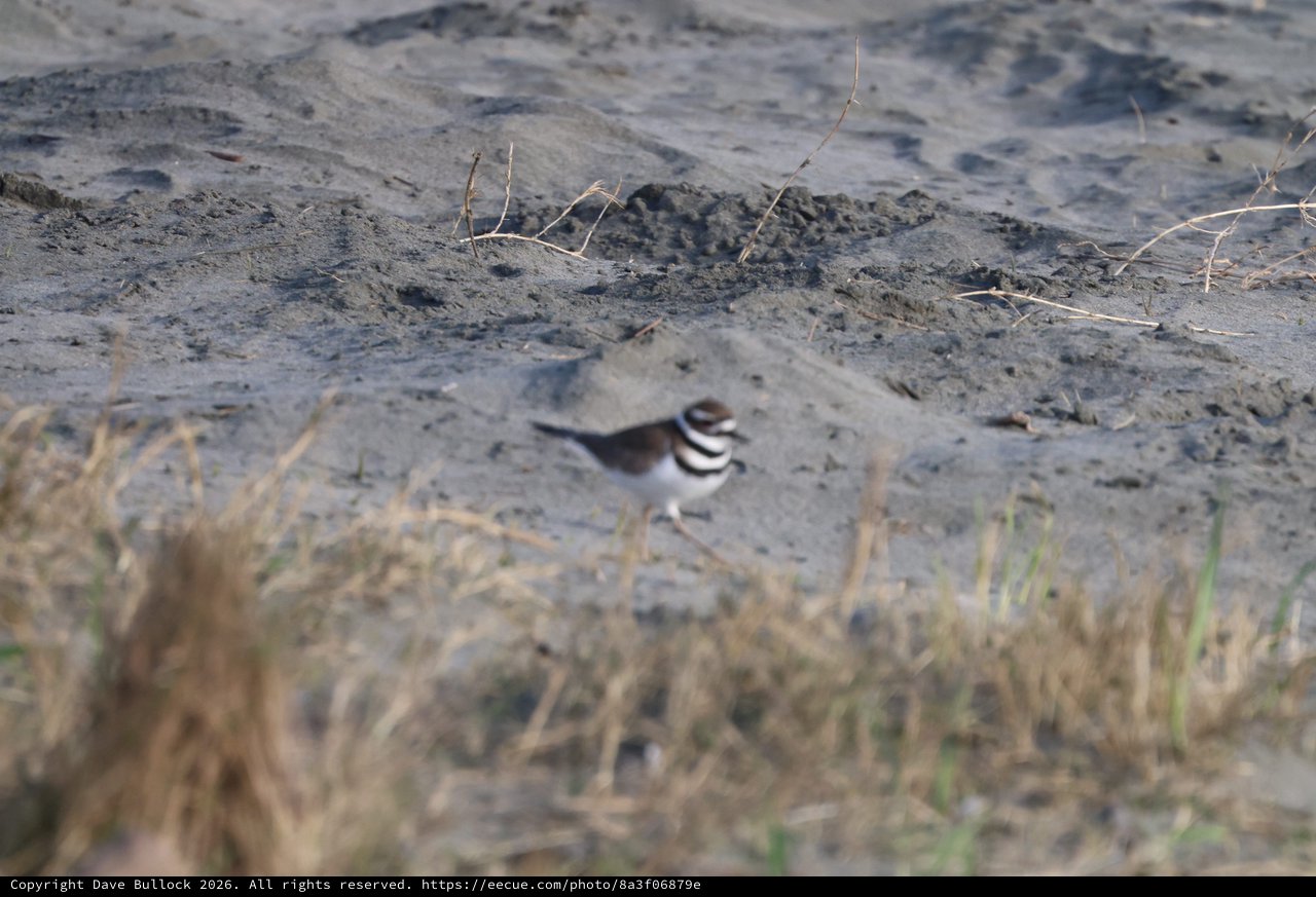Killdeer Foraging on Mudflat at Drakes Beach