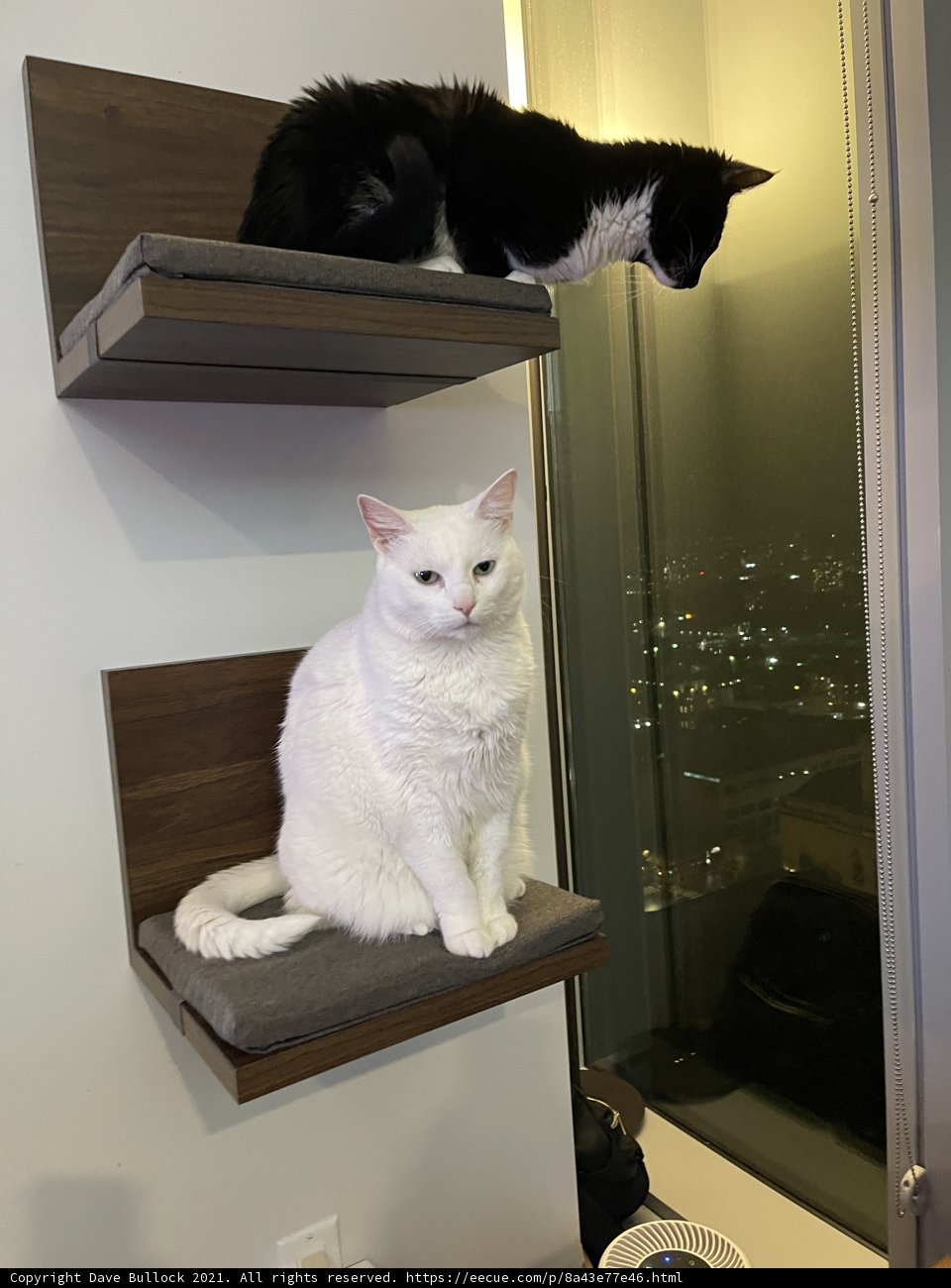 Two Cats Posing on a Wooden Shelf