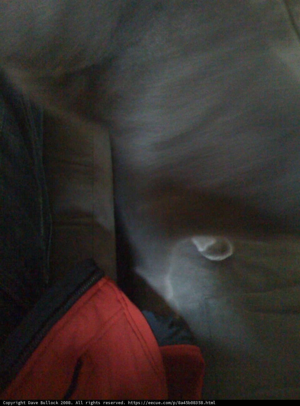Blurry Dog on Velvet Couch