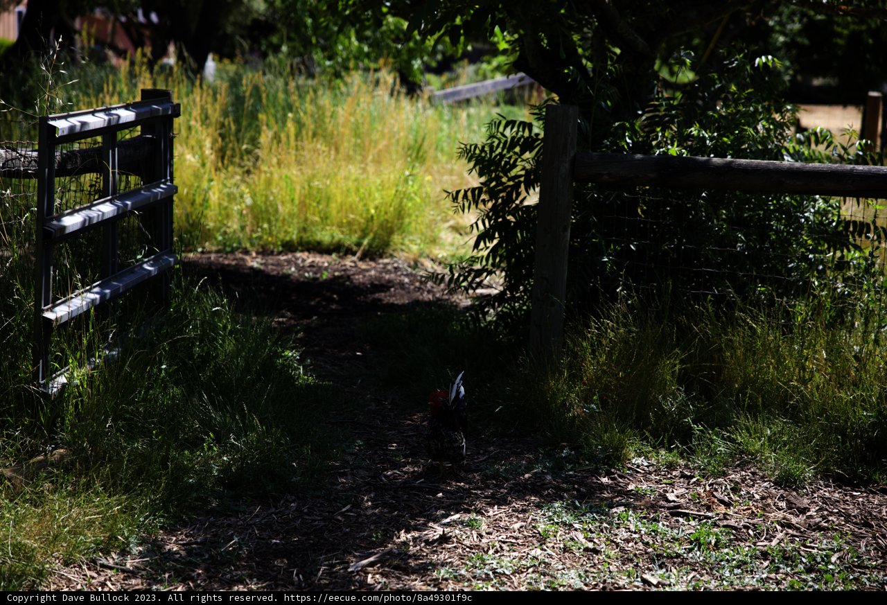 2023 Regenerative Gardening: Chicken Patrol