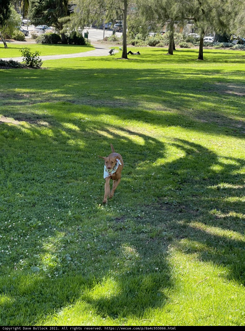 Fetching Fun in Jefferson Square