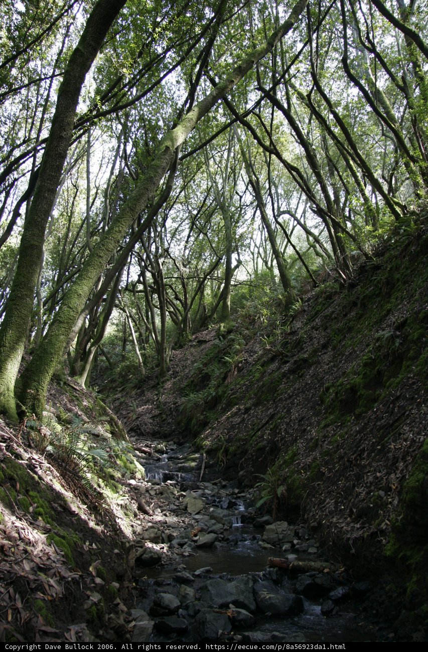 Serene Creek in a Majestic Forest