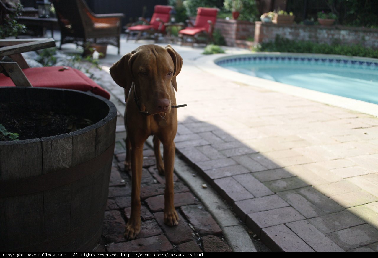 Poolside Pup