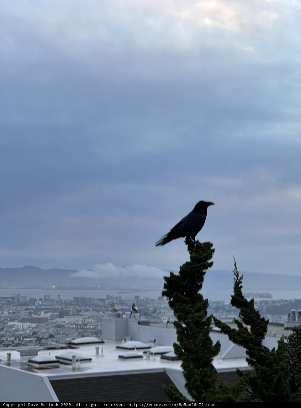 City Crow