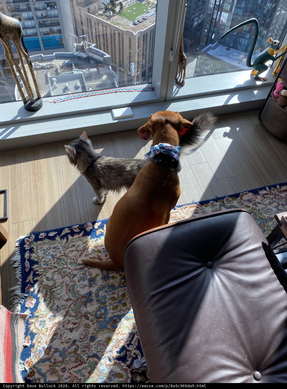 Furry friends enjoying a sunny view