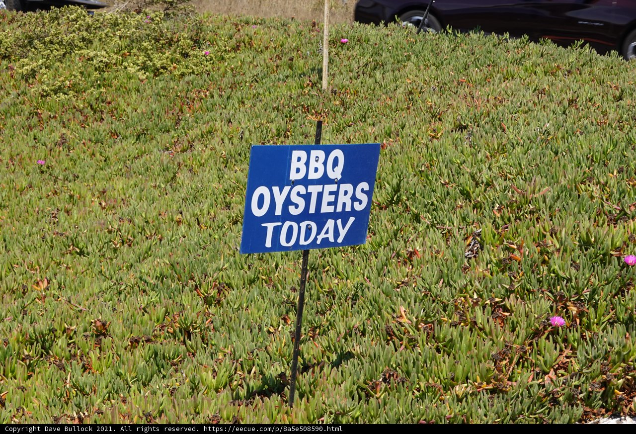 BBQ Oysters Today