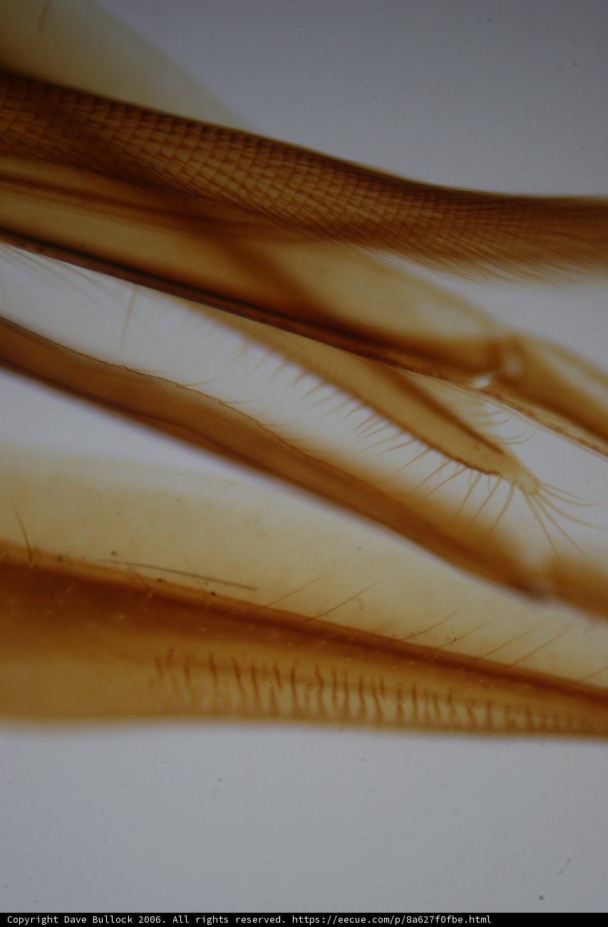 Fin-tastic Insect Fish