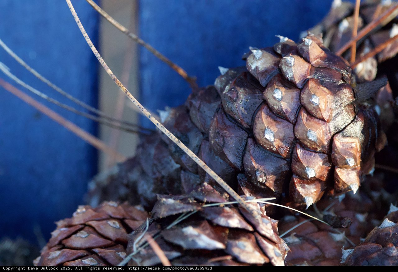 Pine Cones Against Blue Sky at Yosemite
