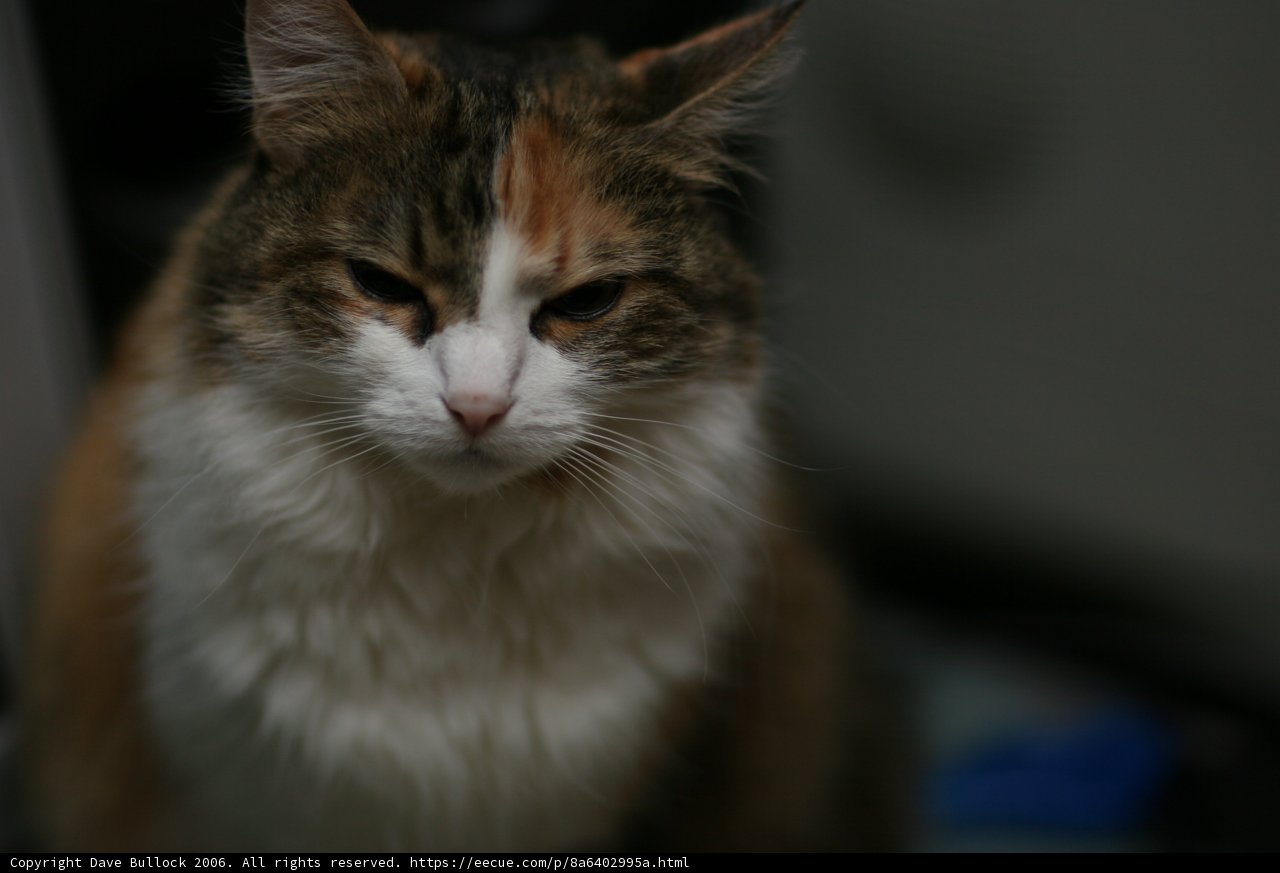 Cat on the table