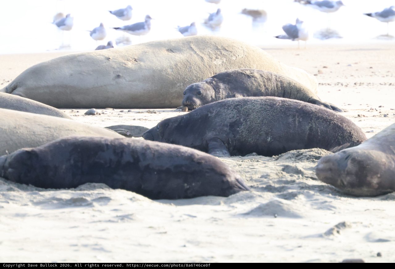 Elephant Seals Resting on Drakes Beach Shore