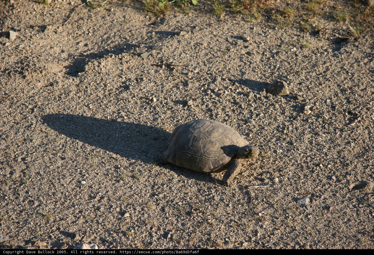 Tiny Turtle Takes a Stroll