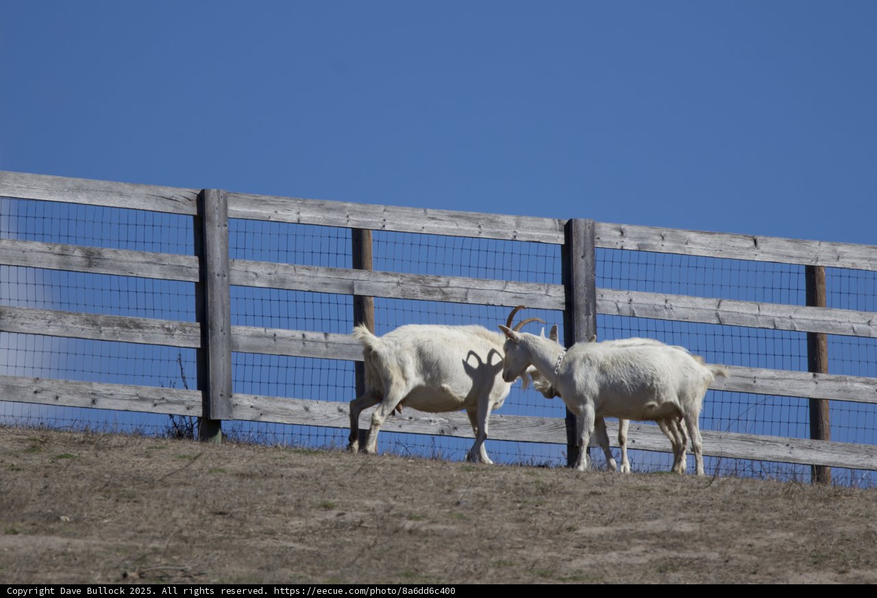 Fenced Friends in Carmel Valley