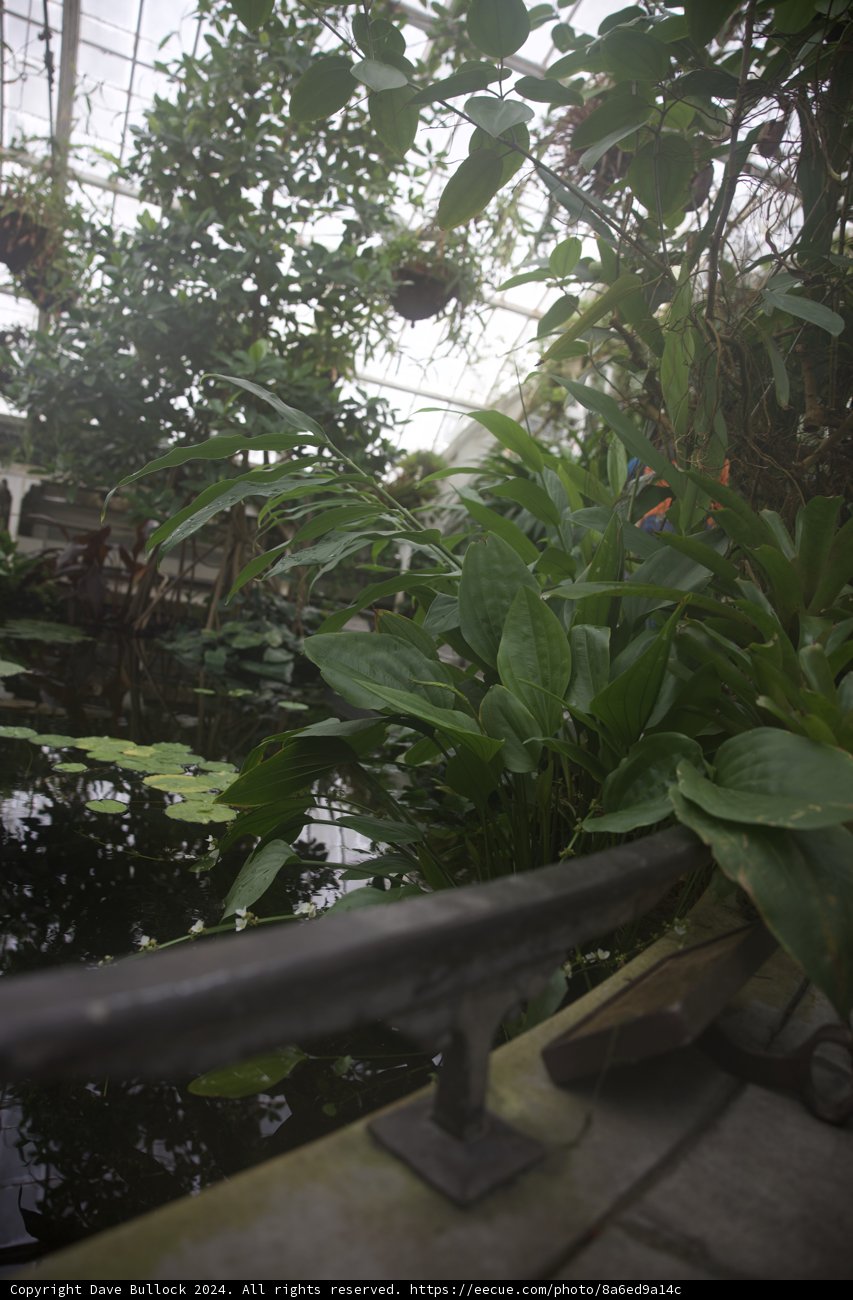 The Lush Greenhouse: A Verdant Corner of Golden Gate Park