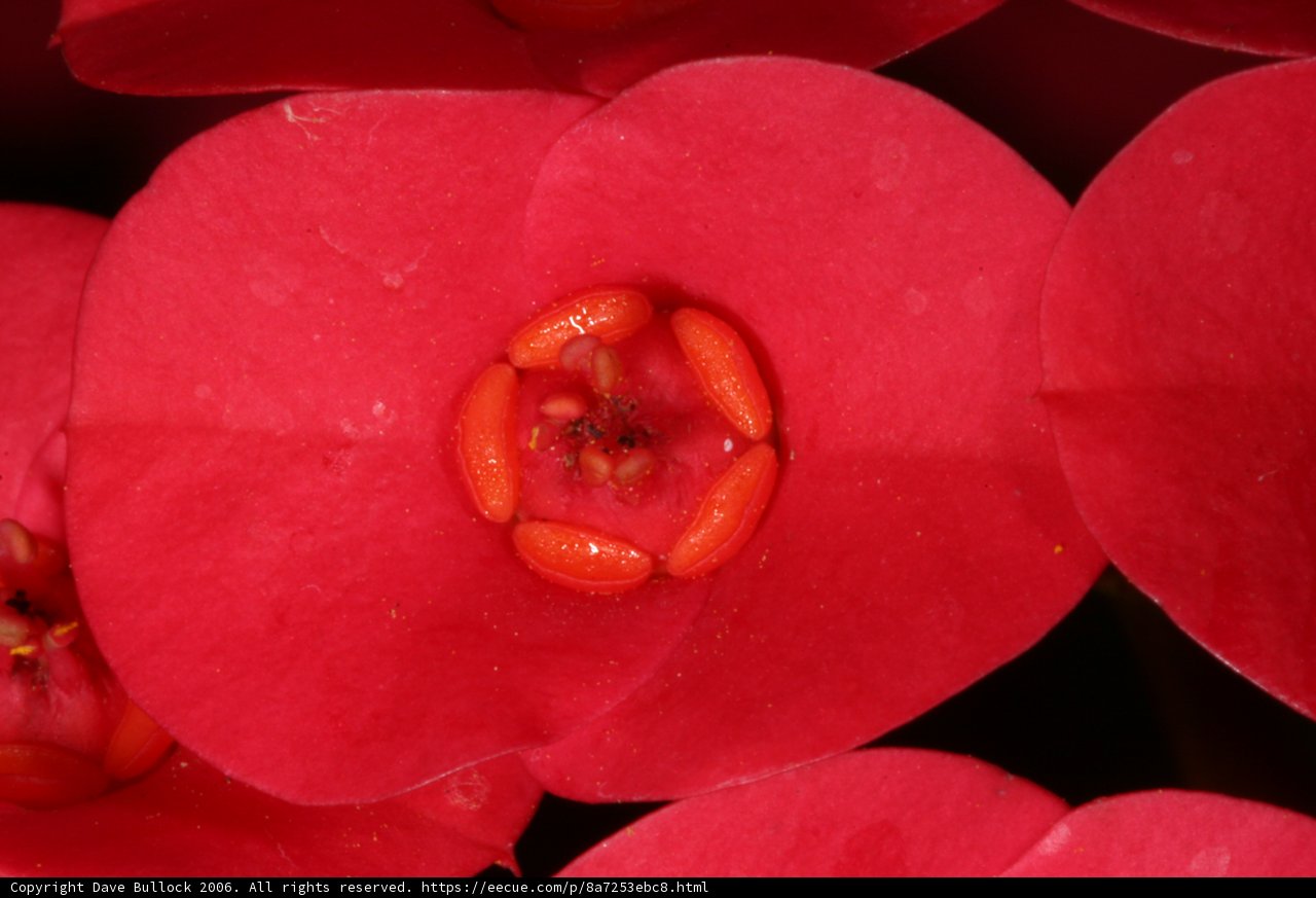 Red Begonia Flower in Full Bloom