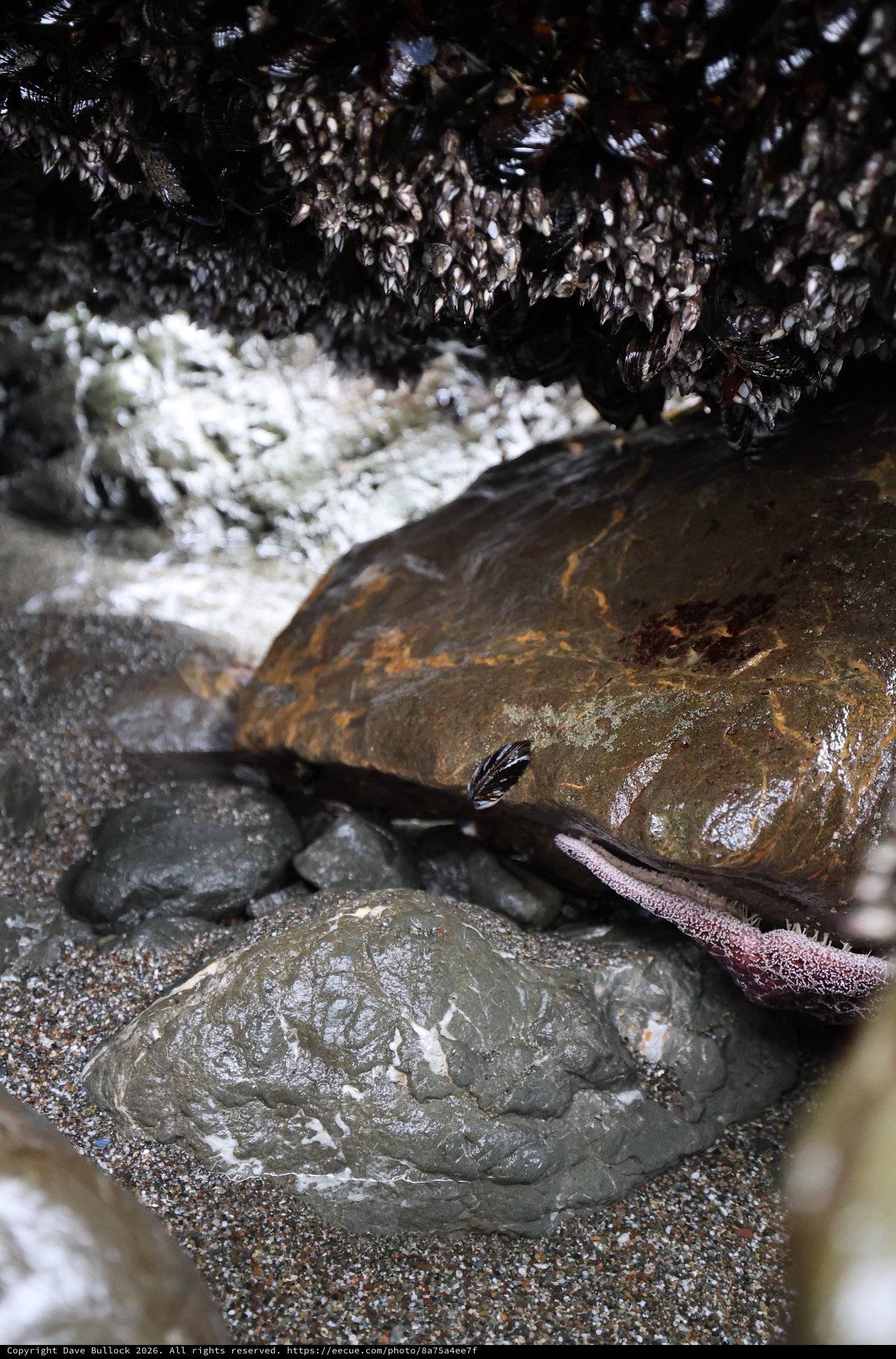 Sculpin Hiding Among Rocks in Intertidal Zone