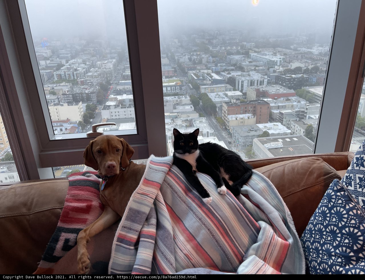 Urban Living Room Pals