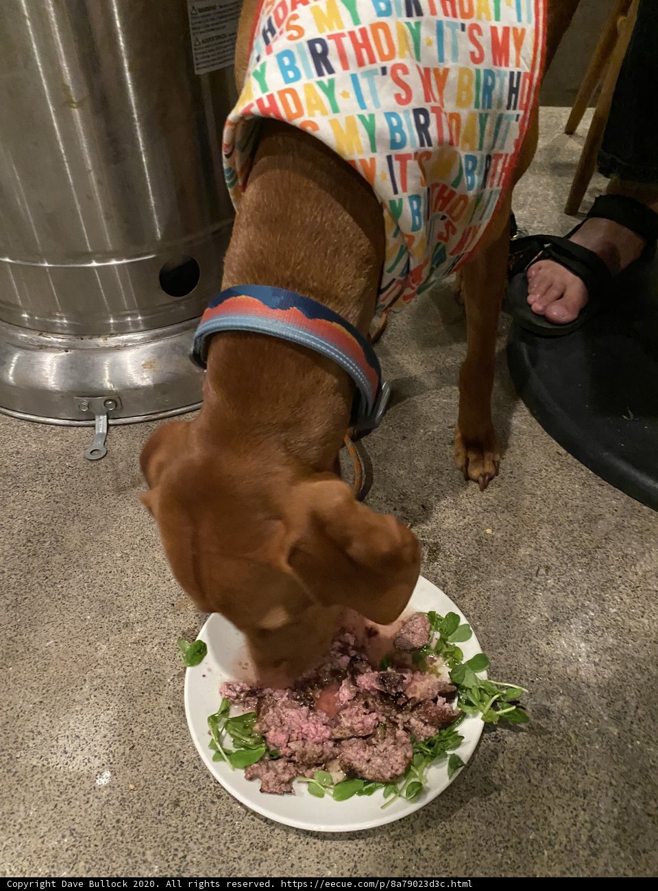Birthday Pup