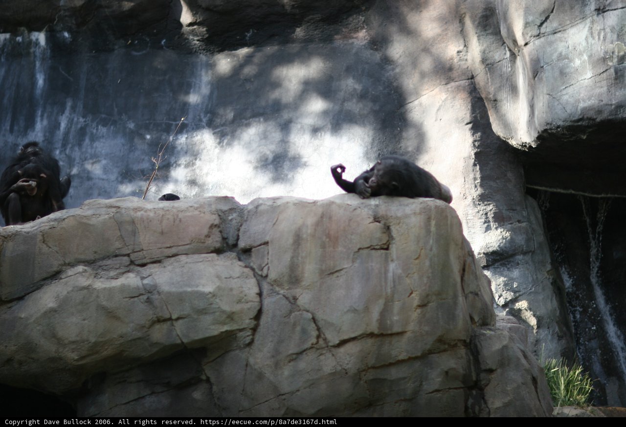 Monkeying Around on the Rocks
