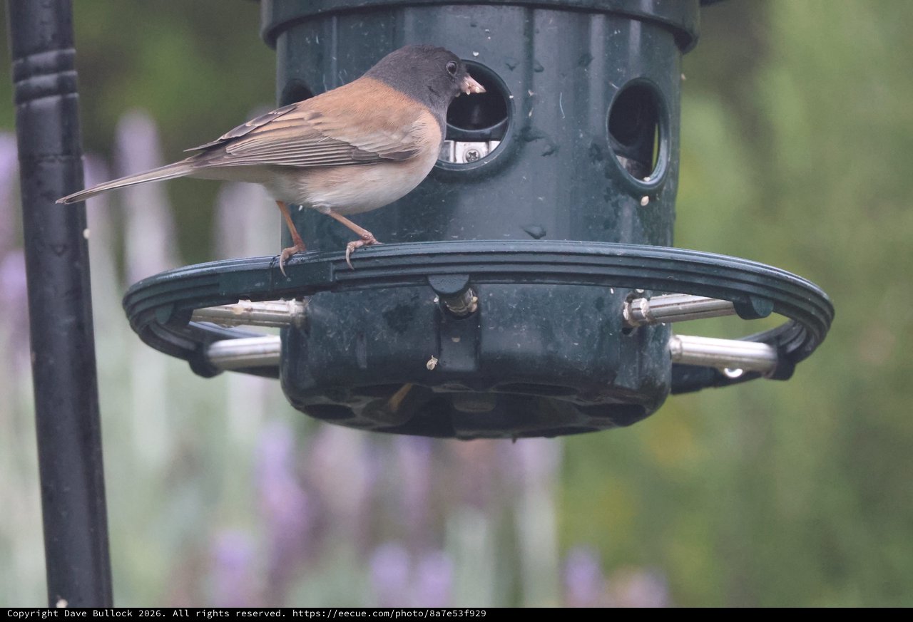 Dark-Eyed Junco Feeding at Green Bird Feeder