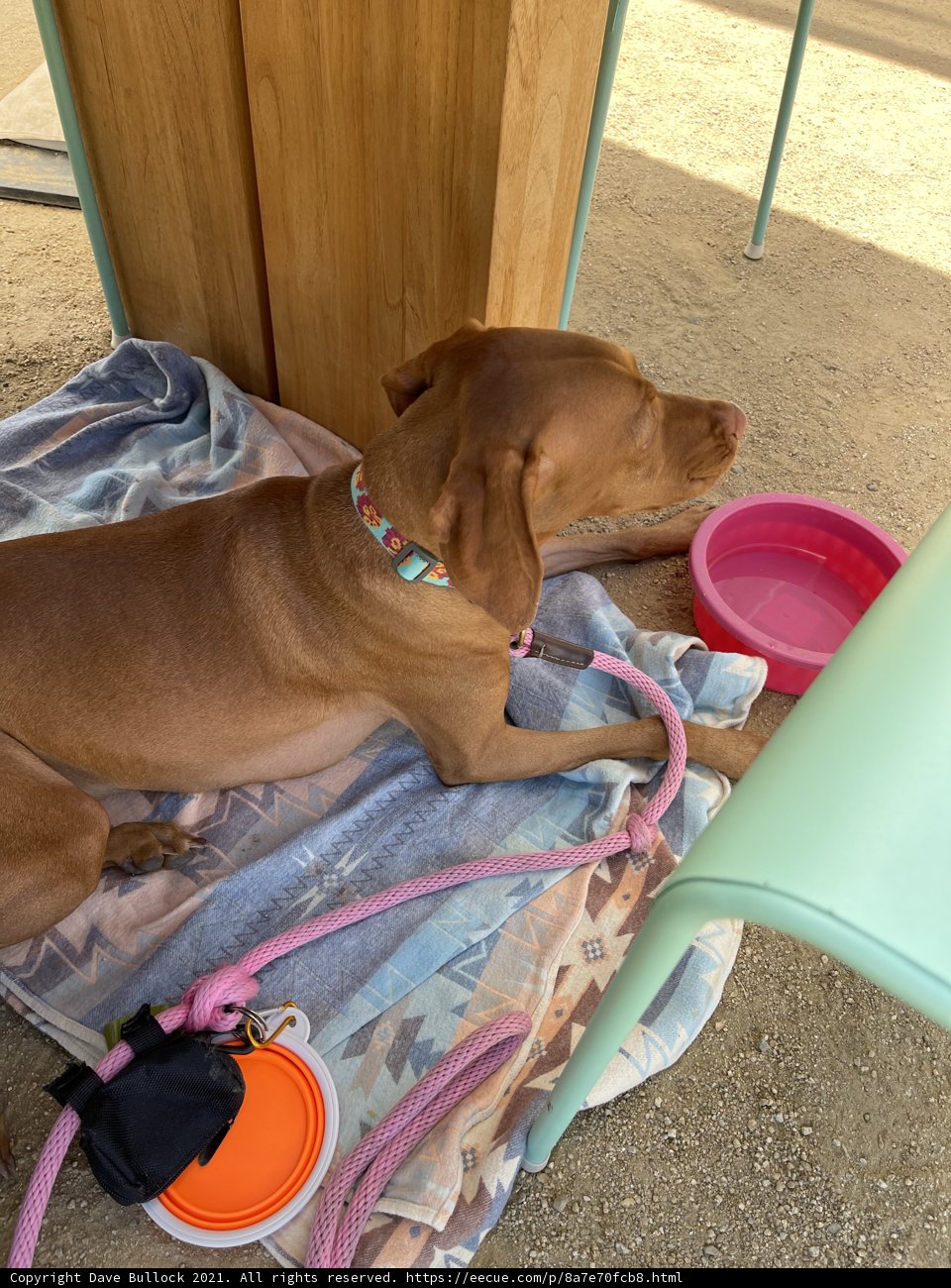 Serenity with a Four-Legged Companion