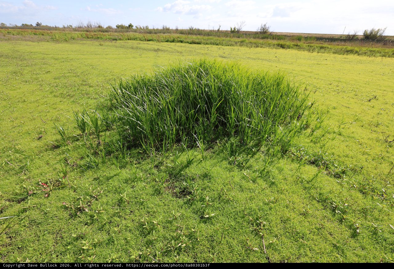 Dense Grass Clump in Green Wetland Field