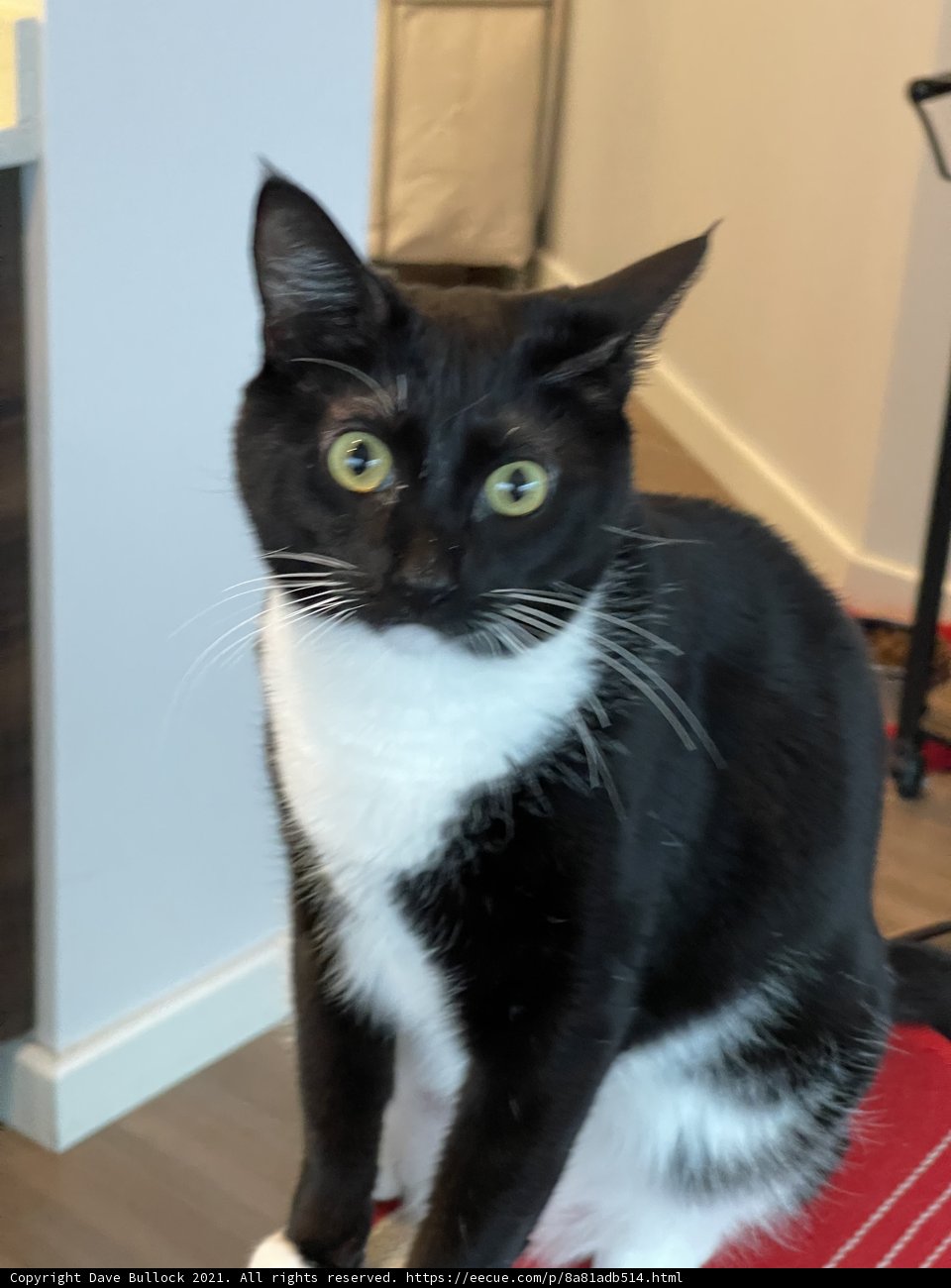 Black and White Cat on a Red Rug