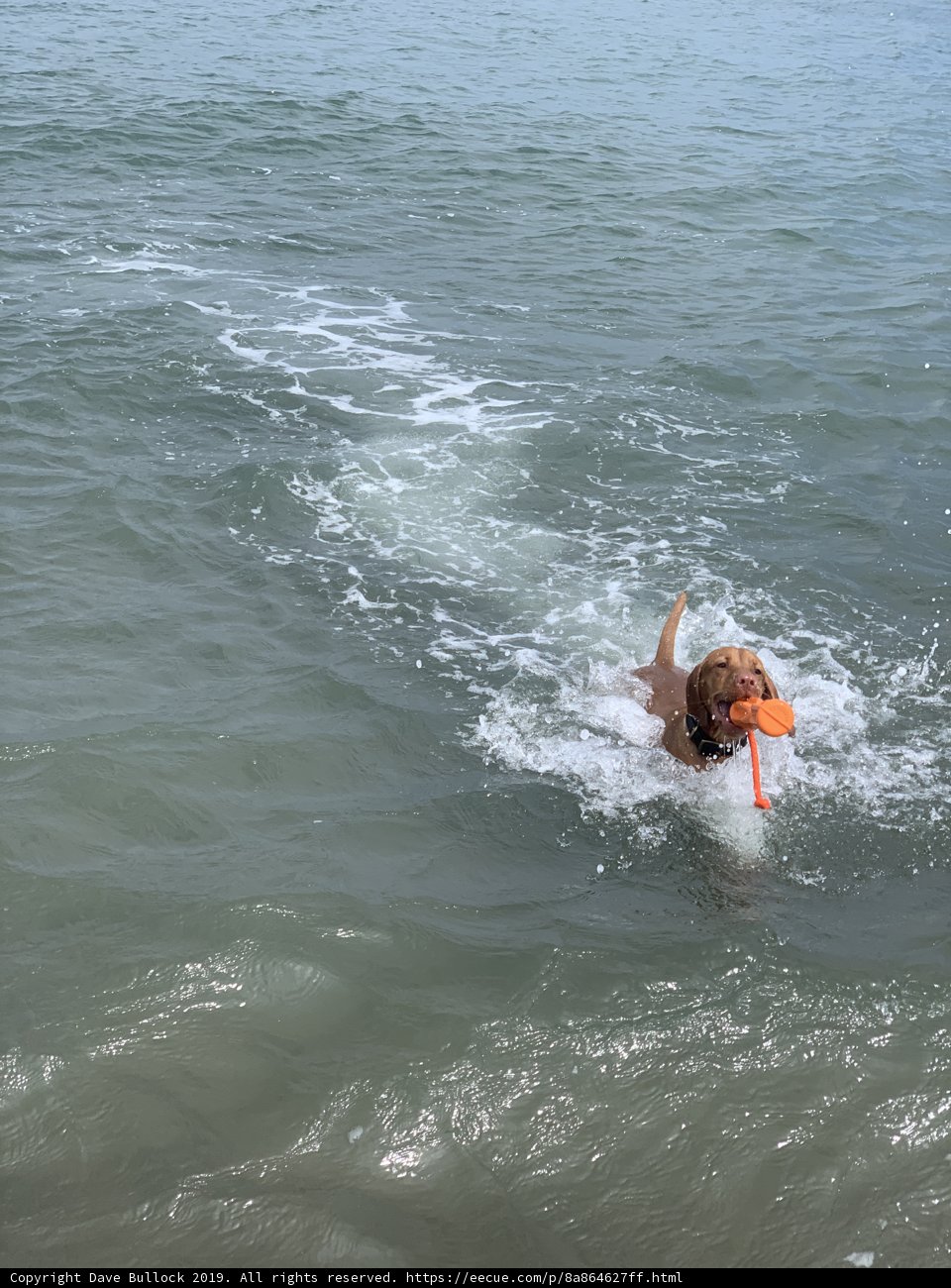Fun in the Sun with Fido