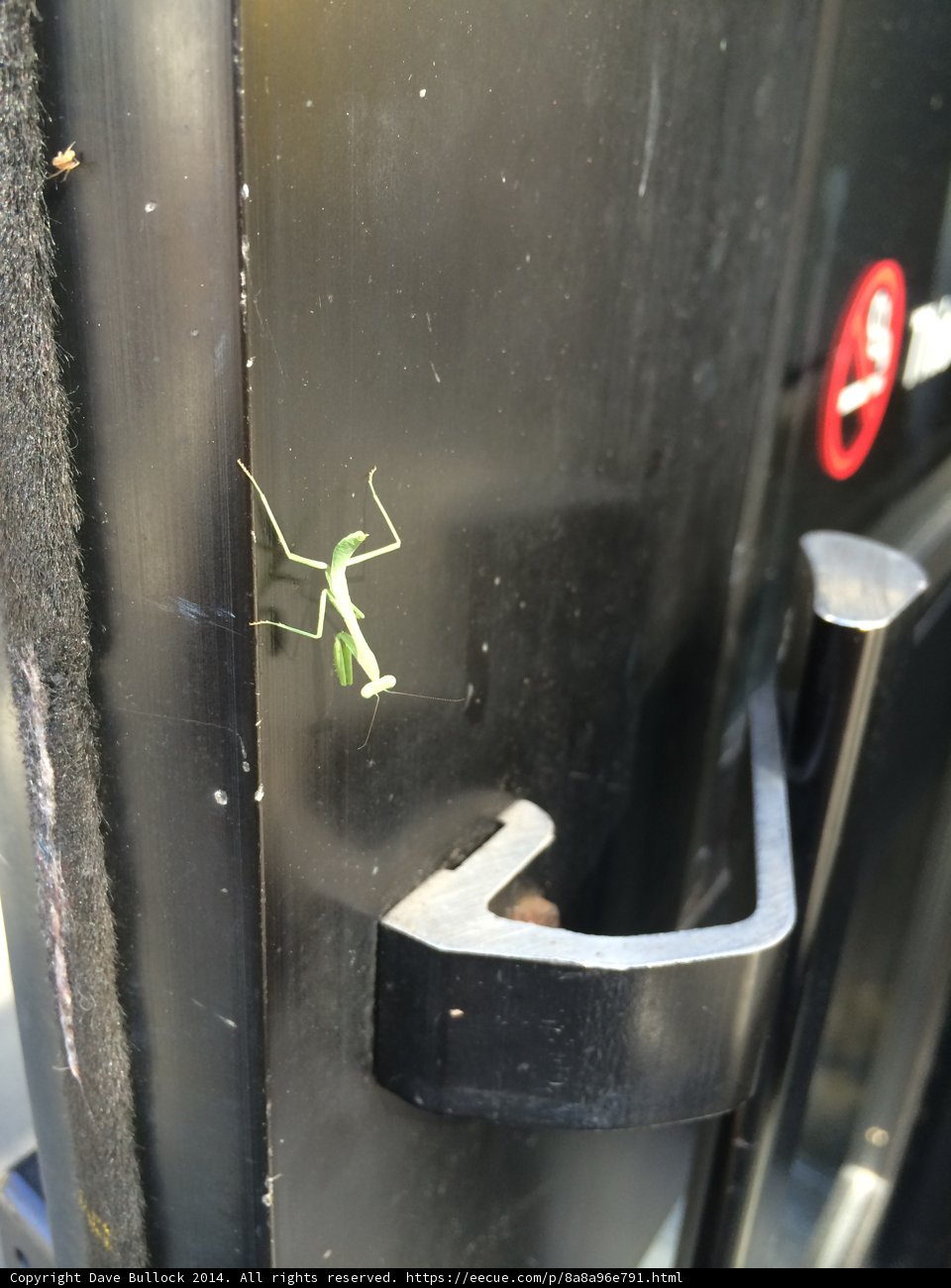 Praying Mantis on the Door