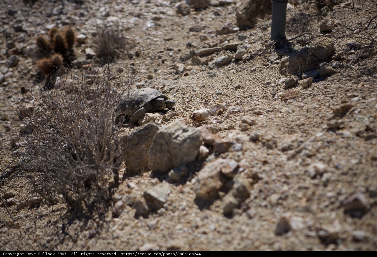 Desert Tortoise Scavenging