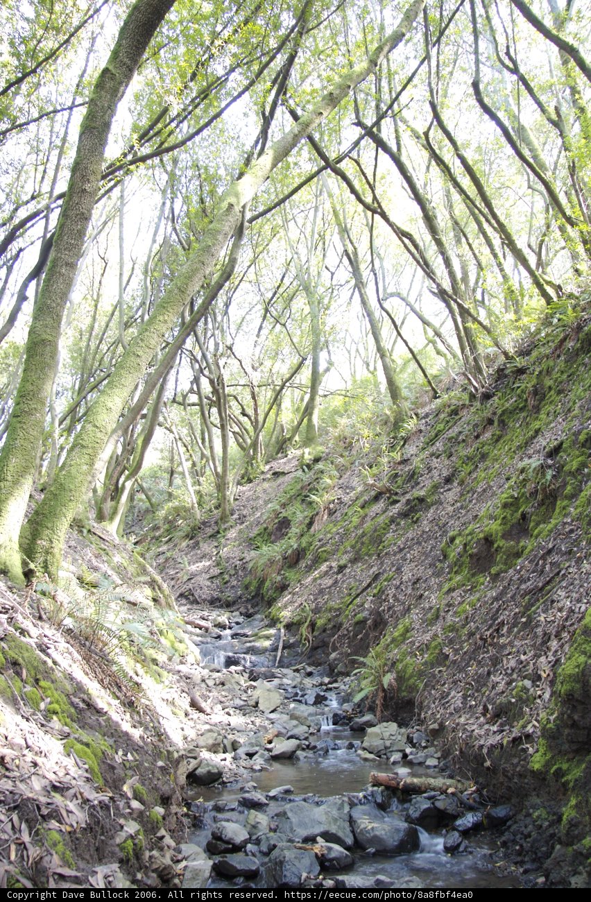 Serene Creek in the Heart of The Forest