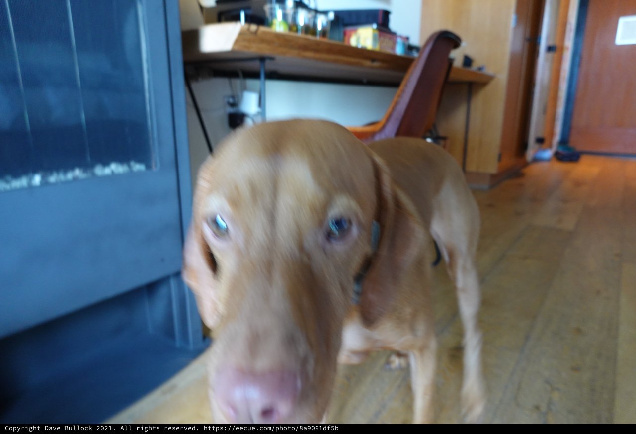 Golden Retriever Close-Up in Kitchen Setting