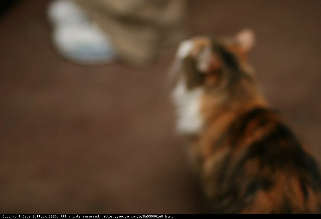 Adorable Manx Kitten Looks Up at Human