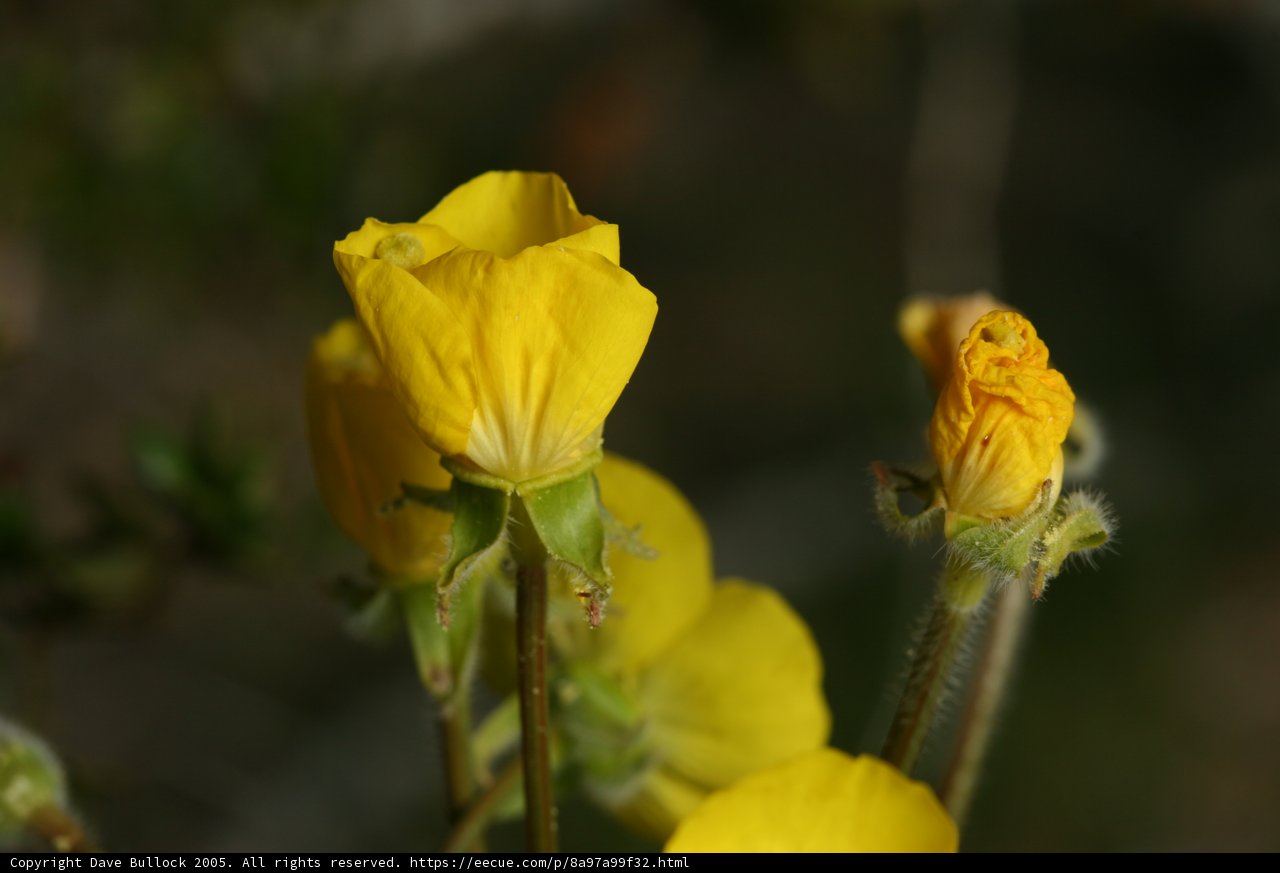 Wildflowers in Full Bloom
