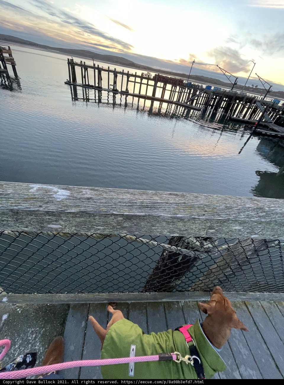 Dockside Companion
