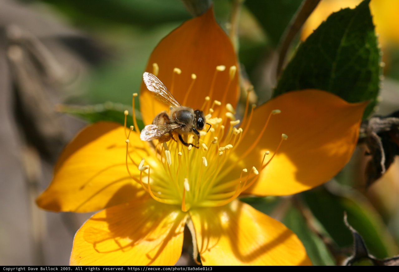 Busy Bee on a Yellow Flower