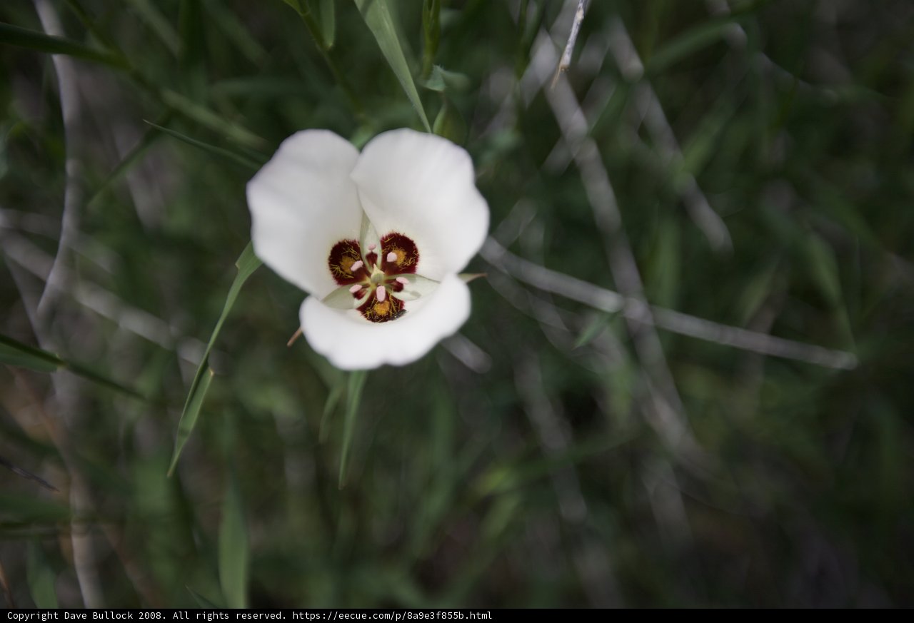 White Flower with a Vibrant Red Center