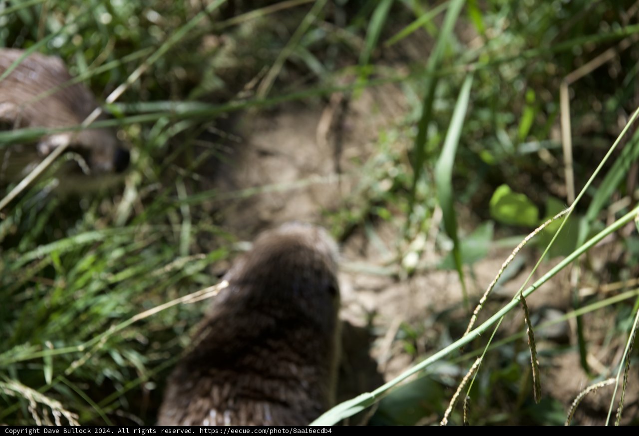 Whiskers in the Wild