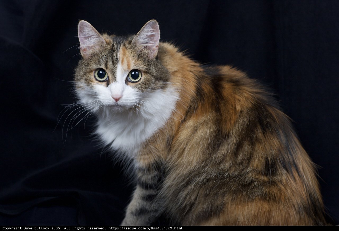 Feline on Black