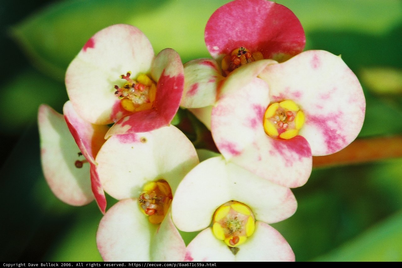 Pink and White Geranium Flowers in Focus
