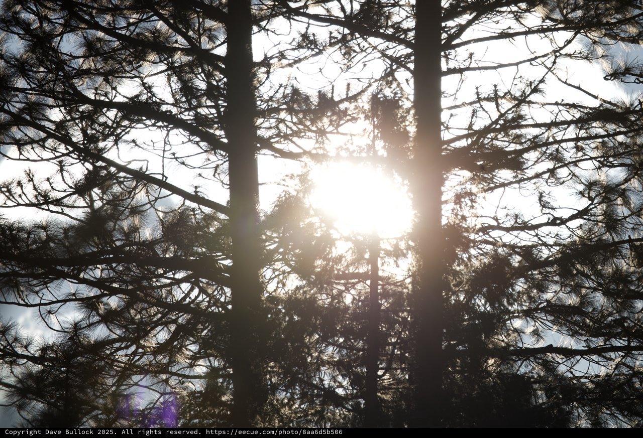 Sunburst Through Silhouetted Pine Trees at Dawn