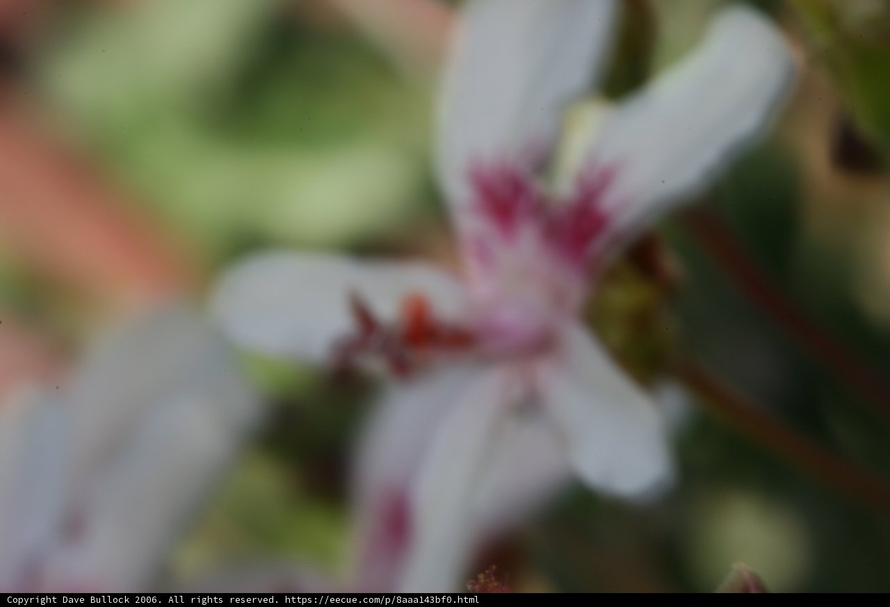 A Blurry Geranium in Full Bloom